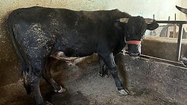 гуси линда: Продаю | Бык (самец) | Для разведения | Осеменитель — 4