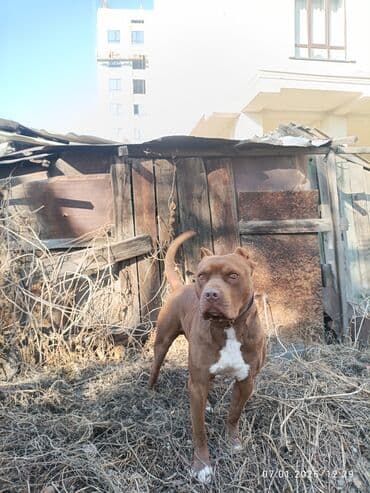 доброй: Питбуль, 10 месяцев, Самец, С прививкой — 3