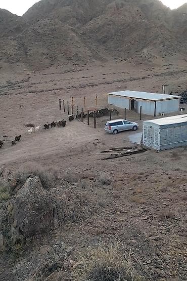 Продаю | Коза (самка) | Для разведения