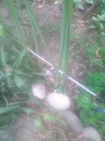 выскочка: Продаю очень красивые цветы для цветника или клумбы. Размножаются — 3