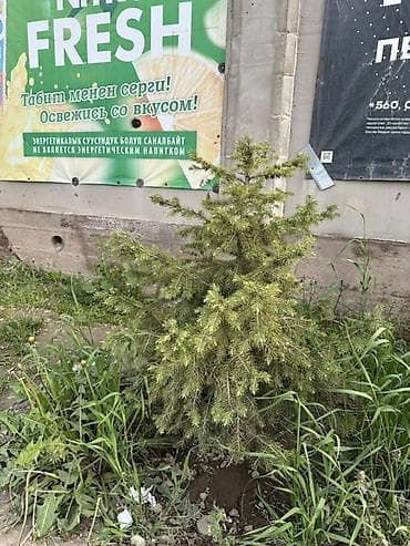 свечка: Ель (вероятно, канадская/серая, Picea glauca), компактная — 7