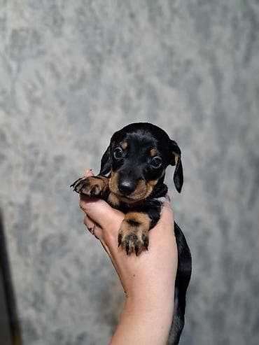 охотничий: Щенки таксы ищут любящих хозяев, гладкошерстные, окрас черно-подпалый — 3