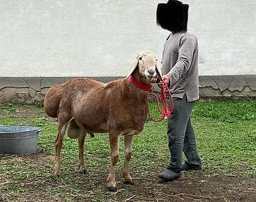Продам с/х животных: Продаю | Баран (самец) | Арашан | Для разведения | Племенные — 3