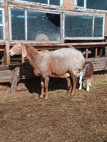 бараны породистые: Продаю | Овца (самка) | Для разведения | Матка — 1