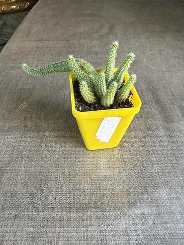 Кактусы: Эхинопсис хамецереус (Echinopsis chamaecereus), который в народе часто — 2