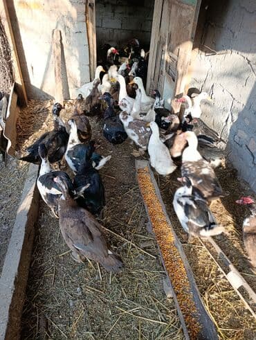 дом попугая: Селезни большие — 11