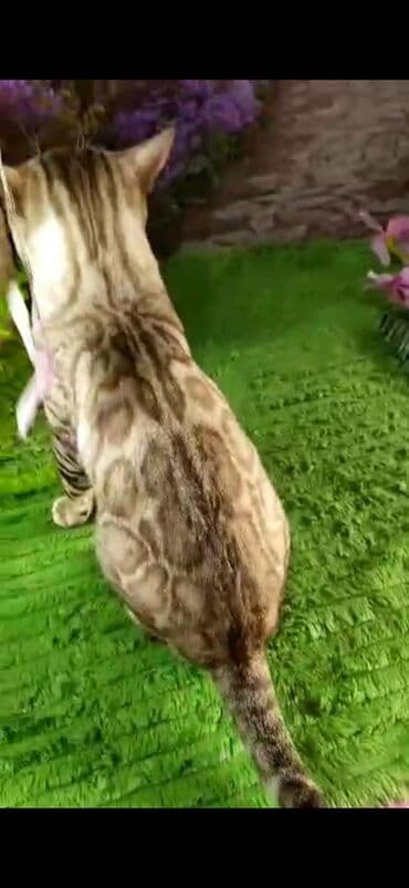 рэгдолл цена бишкек: Бенгал, 2 жаш, Эркек, Ак, Бычылган, Лотокко барууга үйрөтүлгөн, Курттардан тазаланган — 19