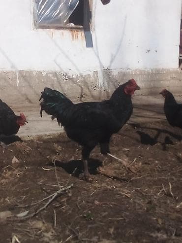 цыплята голошейки: Продаю | Петух | Для разведения — 2