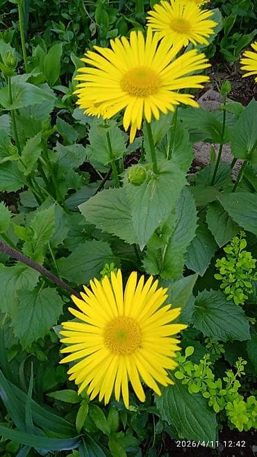 цветы сирень: Сирень срезка на букеты 70 с ветка. Сирень садовая (Syringa — 4