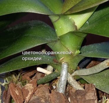 сколько стоят гипсофилы: Орхидеи фаленопсис в прозрачных горшках. Цена-500сом (1 растение) В — 5