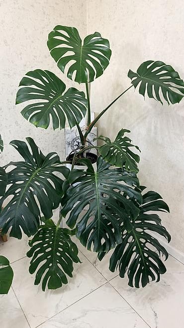 уй емерек: Монстера деликатесная (Monstera deliciosa) — крупное — 1