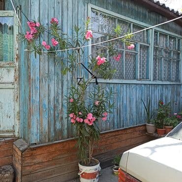 павлония ош: Олеандр — 1