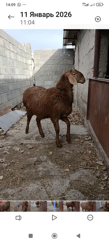 арашан коз: Сатам | Кочкор (эркек) | Арашан | Көбөйтүү үчүн | Асыл тукумдуу — 3