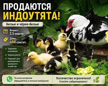 Животные: Инду́тята (белые и чёрно-белые) - Возраст: 2,5 недели - Цена: 400 — 1