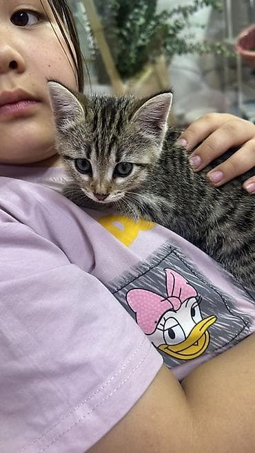 scottish fold: Кошка даром: Беспородная, Девочка — 3