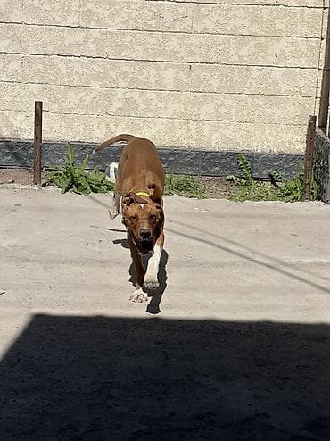 кокер спаниель купить: Продаю щенка английского пойнтера. Возраст 5 месяцев Получил все — 4