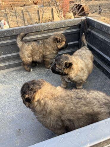 продам щенка овчарки: Щенки Кавказкой овчарки.больше месяца. Прививка еще не сделано — 2