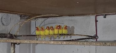 птице ферма: Попугаи: Ожереловые (экзоты), Неразлучники и Волнистые ​Описание — 2