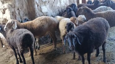 дом кошек: Продаю | Овца (самка), Баран (самец) — 3