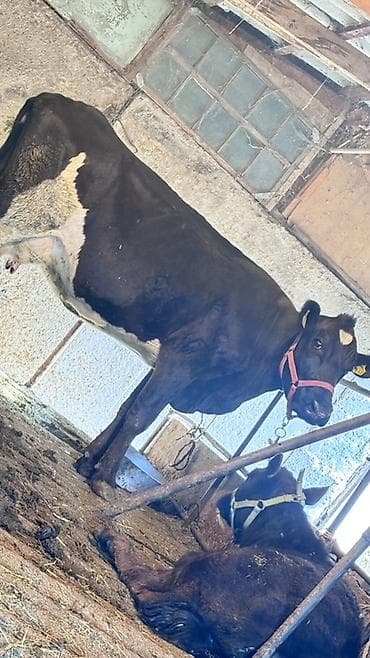 жаныбарлар: Сатам | Уй (ургаачы) | Ангус, Голштин | Көбөйтүү үчүн | Музоологондон кийин — 1