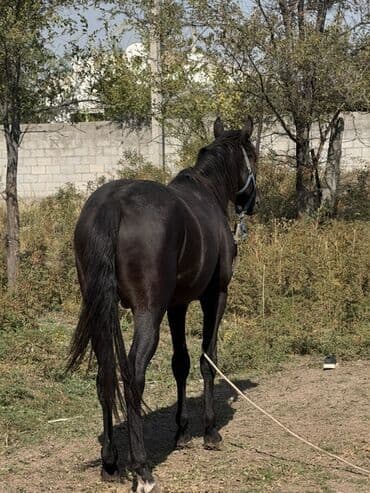 продаю жеребца: Сатам | Байтал | Ат спорту — 5