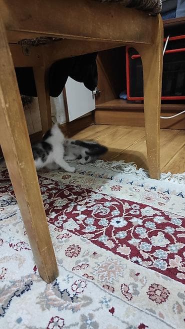 Вязка кошек: Котята домашние, короткошёрстные, полтора месяца им, начали кушать — 2