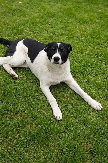 домик для собак: Дворняжка, 8 месяцев, Самец — 1