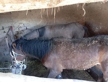 утята муларды купить: Продаю | Жеребец | Рабочий — 2