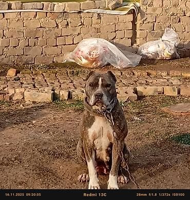 белый питбуль цена: Питбуль, 4 года, Самка — 5