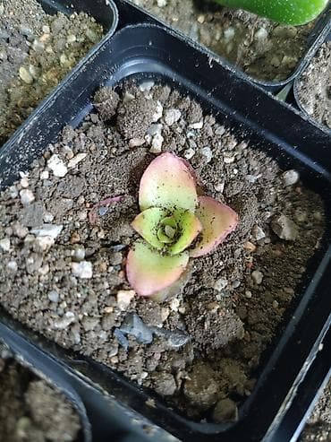 попкорн кукуруза: Суккуленты в квадратных пластиковых горшочках 7×7 см от 200 сом - — 5