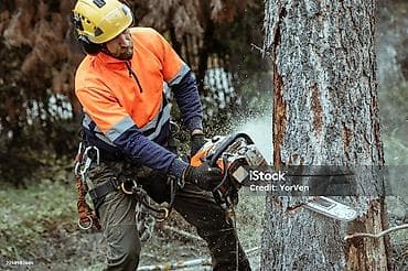 леса продаю: Услуга бензопилы — 2