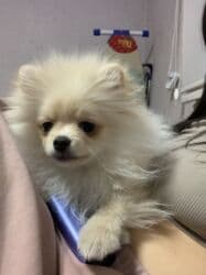 кокер спаниель бишкек: Шпиц, 3 месяца, Самец, С прививкой, С родословной — 1