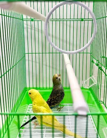 Животные: Попугайчики волнистые — пара - Вид: волнистые попугаи (Melopsittacus — 7