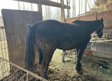 Продаю | Кобыла (самка) | На забой at lalafo.kg Продаю | Кобыла (самка) | На забой