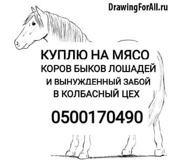 пользователь собак: Куплю | Коровы, быки, Лошади, кони | На откорм, Откормленные, Круглосуточно — 1