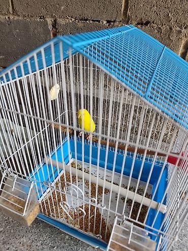 дом для птиц: Продаю Попугая жёлтого цвета с кормом и клеткой — 1
