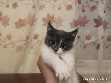 Отдам даром кошку: 2 месяца, Мальчик, Метис — 2