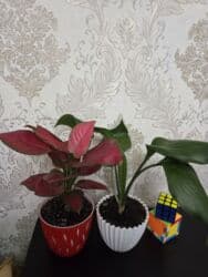 кастрюля большая: Спатифиллум (Spathiphyllum) в декоративном кашпо - Крупный, густой — 13