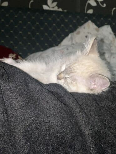 добрые руки: Породасыз, 3 айлык, Ургаачы, Лотокко барууга үйрөтүлгөн, Курттардан тазаланган — 3