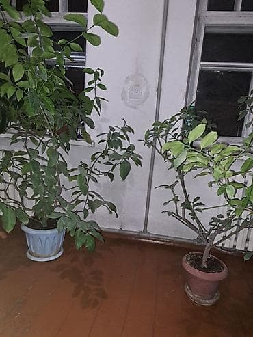 Продаю два лимонных дерева
Возраст 5 лет
Сорт юбилейный