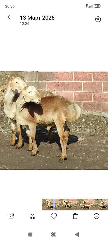 А/ч жаныбарларын сатып алам: Сатам | Ургаачы кой (ургаачы) | Гиссар | Көбөйтүү үчүн | Ургаачы — 1