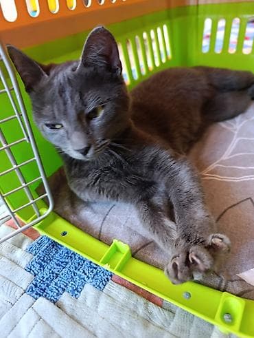 Отдам даром кошку: Кошка даром: Русская голубая, Девочка, Приучена к лотку — 3
