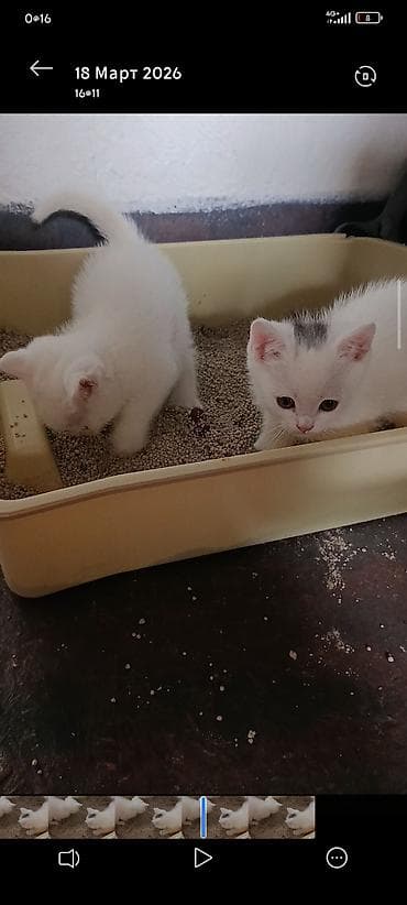 продаю котенка: Као-мани, 2 месяца, Мальчик, Белый, Приучена к лотку, Проглистована, С документами — 6