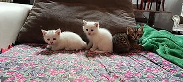 ОТДАМ ДАРОМ КОТЯТ. ДВА МАЛЬЧИКА И ДЕВОЧКА. Котята — домашние at lalafo.kg ОТДАМ ДАРОМ КОТЯТ. ДВА МАЛЬЧИКА И ДЕВОЧКА. Котята — домашние