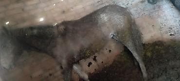 Продаю | Жеребец | Рабочий at lalafo.kg Продаю | Жеребец | Рабочий