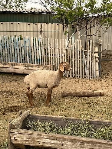 куплю козы: Продаю | Ягненок | Для разведения — 5