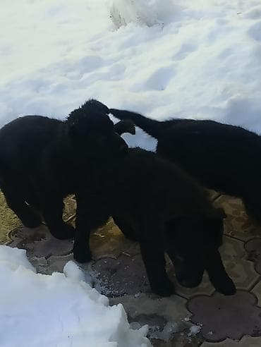 Вязка собак: Продаются щенки чистый немецкий овчарки воз 1 месяца только званиит — 4