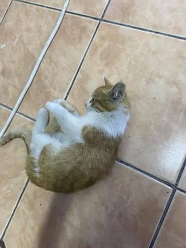 кошка кант: Не боится людей, очень ласковый, доверчивый. Рыжe-бeлый котёнок с — 1