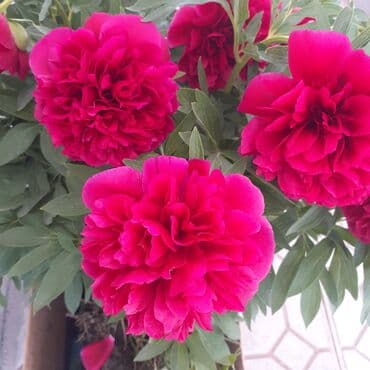 музыкальная игрушка: В продаже пионы. 1 глазок 250 сом, в корне почти все от 3 до 5,6 — 15