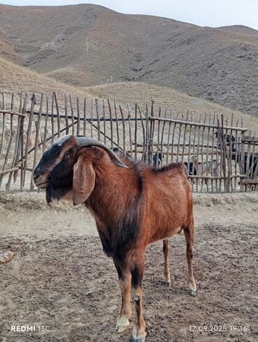 сколько стоит коза дойная купить: Продаю | Козёл (самец) | Битал | Для разведения | Племенные — 3
